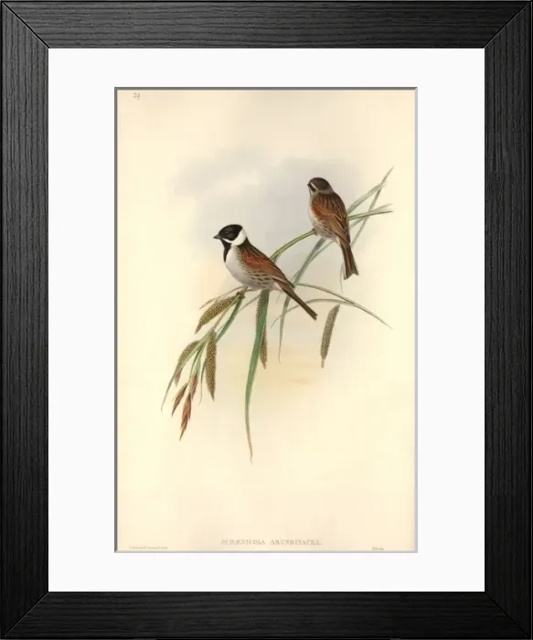 Framed Print : Emberiza schoeniclus, reed bunting Framed Print : Emberiza schoeniclus, reed bunting