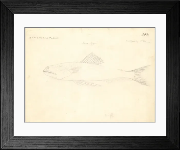Framed Print : Trachinocephalus myops, painted lizzardfish Framed Print : Trachinocephalus myops, painted lizzardfish