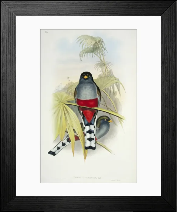 Framed Print : Priotelus roseigaster, Hispaniolan trogon Framed Print : Priotelus roseigaster, Hispaniolan trogon
