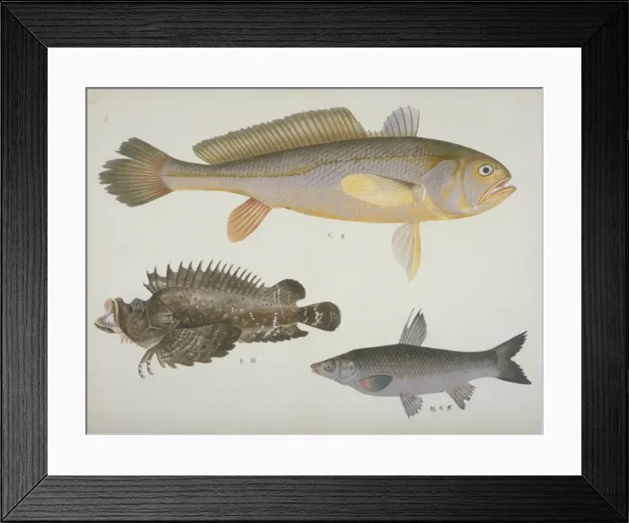 Framed Print : Plate 115 from the John Reeves Collection Framed Print : Plate 115 from the John Reeves Collection