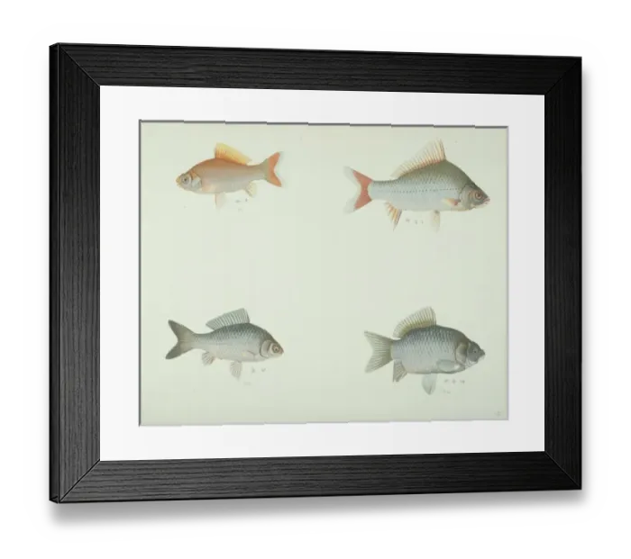 Framed Print : LS Plate 170 from the John Reeves Collection Framed Print : LS Plate 170 from the John Reeves Collection
