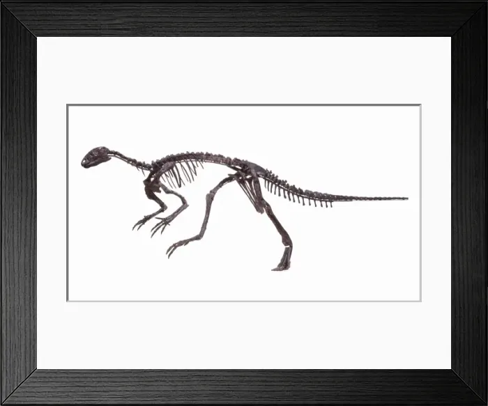 Framed Print : Hypsilophodon skeleton Framed Print : Hypsilophodon skeleton