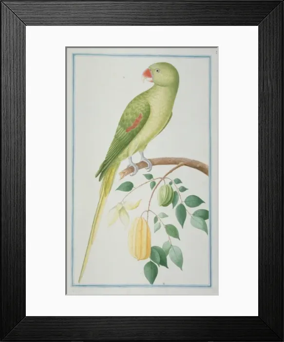 Framed Print : Psittacula eupatria, Alexandrine parakeet Framed Print : Psittacula eupatria, Alexandrine parakeet