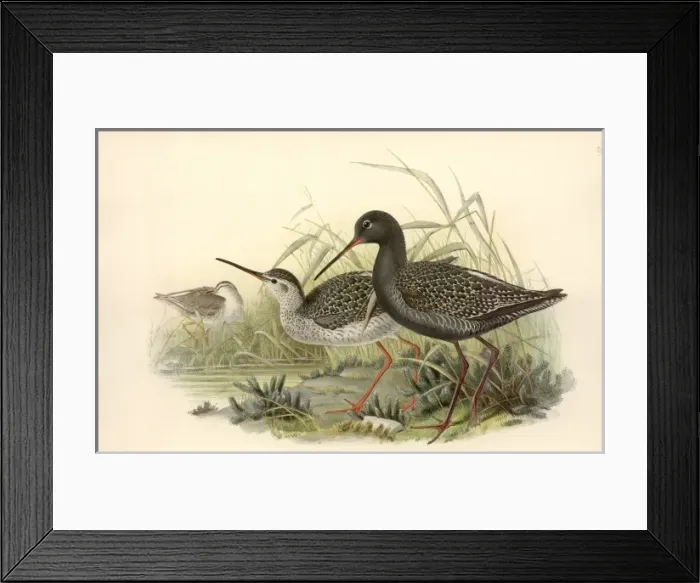 Framed Print : Tringa erythropus, spotted redshank Framed Print : Tringa erythropus, spotted redshank