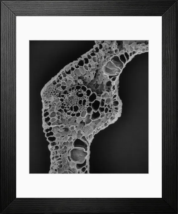 Framed Print : Blade of grass from a cow Framed Print : Blade of grass from a cow