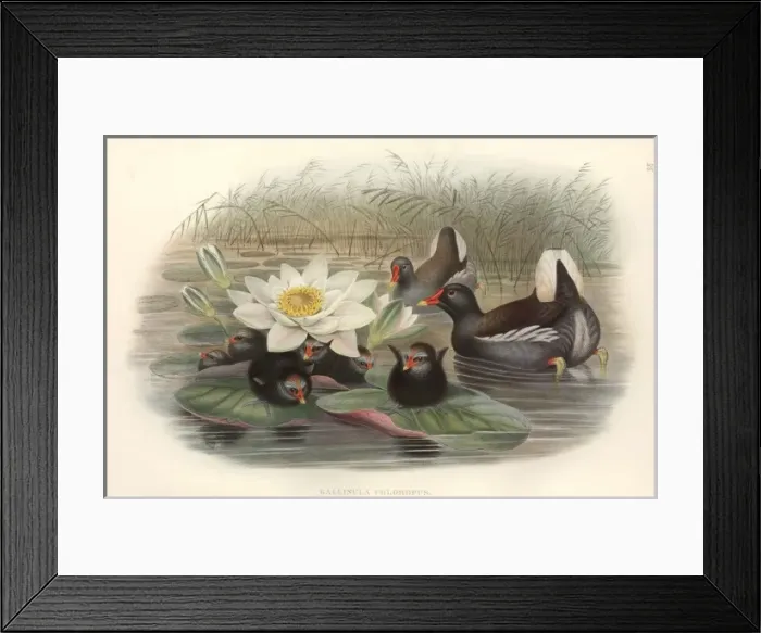 Framed Print : Gallinula chloropus, common moorhen Framed Print : Gallinula chloropus, common moorhen