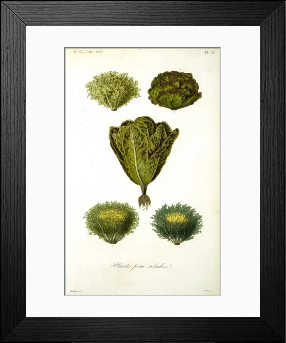 Framed Print : Plants for salads Framed Print : Plants for salads