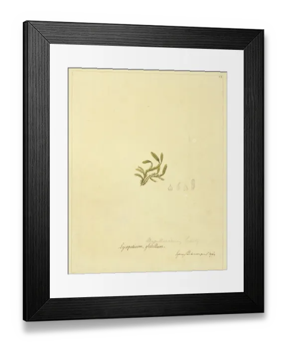 Framed Print : Lycopodium magellanicum, club moss Framed Print : Lycopodium magellanicum, club moss