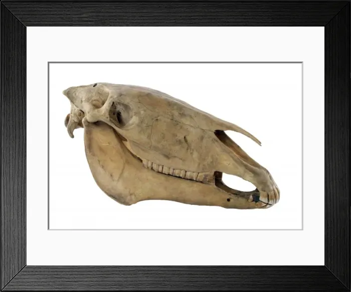 Framed Print : Equus caballus, horse Framed Print : Equus caballus, horse