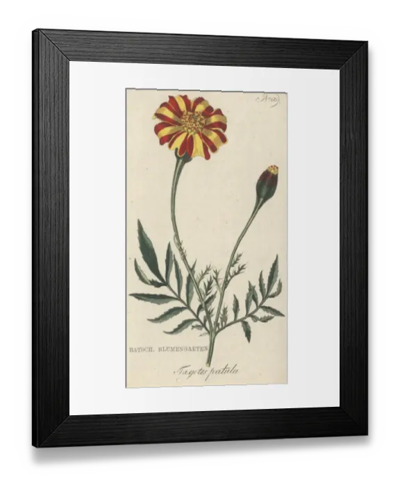 Framed Print : Tagetes patula, marigold Framed Print : Tagetes patula, marigold