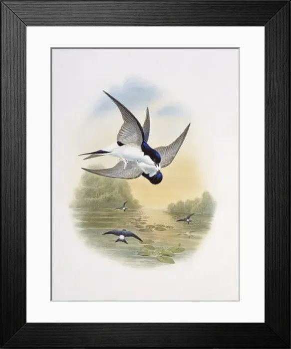 Framed Print : Delichon urbicum, northern house martin Framed Print : Delichon urbicum, northern house martin