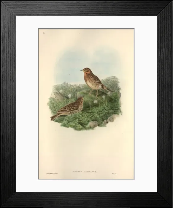 Framed Print : Anthus cervinus, red-throated pipit Framed Print : Anthus cervinus, red-throated pipit