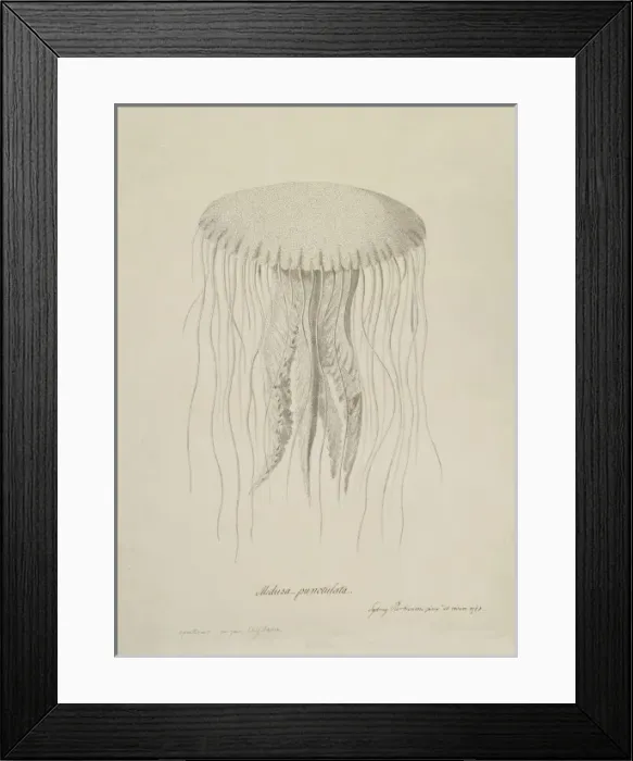 Framed Print : Chrysaora quinquecirrha, sea nettle jellyfish Framed Print : Chrysaora quinquecirrha, sea nettle jellyfish