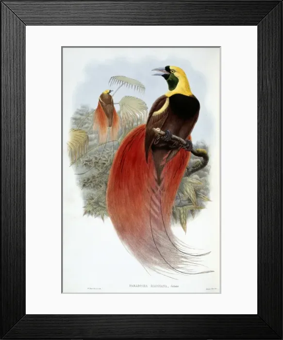 Framed Print : Paradisaea raggiana, raggiana bird-of-paradise Framed Print : Paradisaea raggiana, raggiana bird-of-paradise