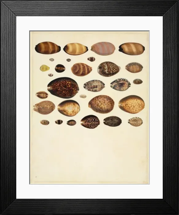 Framed Print : Plate 85 from the John Reeves Collection Framed Print : Plate 85 from the John Reeves Collection