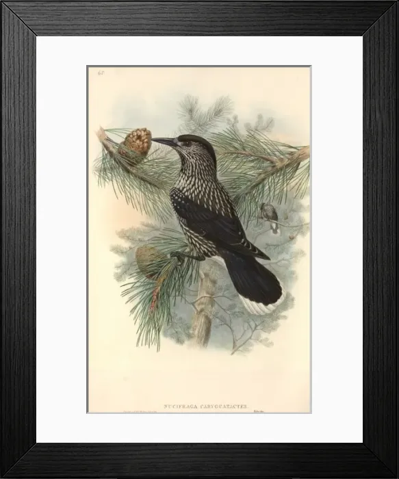 Framed Print : Nucifraga caryocatactes, Eurasian nutcracker Framed Print : Nucifraga caryocatactes, Eurasian nutcracker