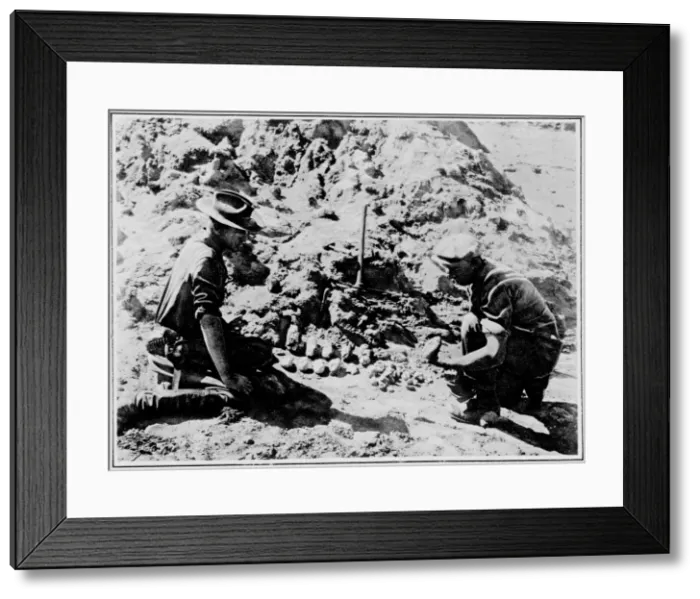 Framed Print : Dinosaur egg excavation, 1925 Framed Print : Dinosaur egg excavation, 1925