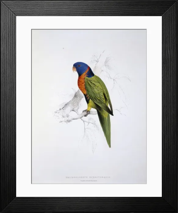 Framed Print : Tricholglossus rubritorquis, red-collared lorikeet Framed Print : Tricholglossus rubritorquis, red-collared lorikeet