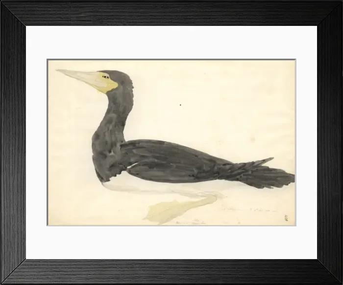 Framed Print : Sula leucogaster, brown booby Framed Print : Sula leucogaster, brown booby