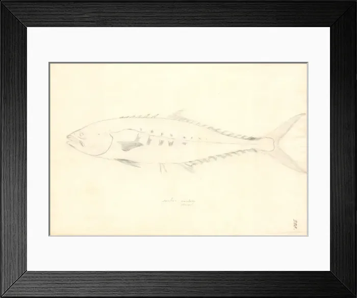 Framed Print : Scomber japonicus, chub mackerel Framed Print : Scomber japonicus, chub mackerel