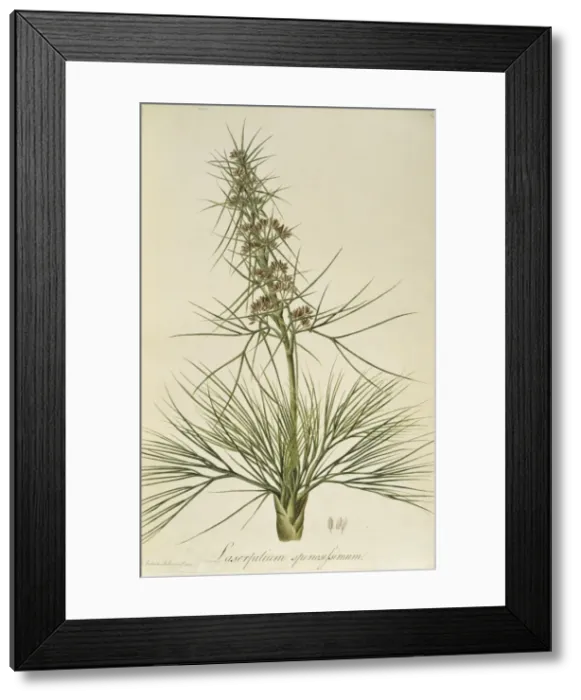 Framed Print : Aciphylla squarrosa, speargrass Framed Print : Aciphylla squarrosa, speargrass