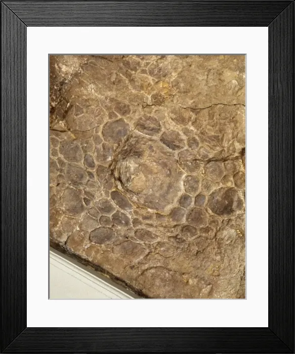 Framed Print : Euoplocephalus cutleri Framed Print : Euoplocephalus cutleri