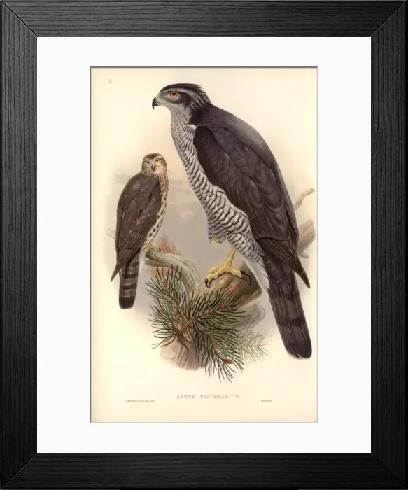 Framed Print : Accipiter gentilis, northern goshawk Framed Print : Accipiter gentilis, northern goshawk