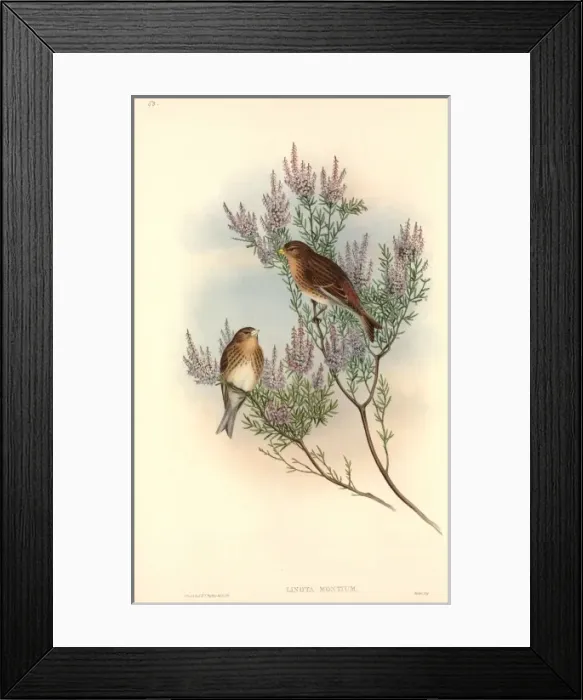 Framed Print : Carduelis flavirostris, twite Framed Print : Carduelis flavirostris, twite