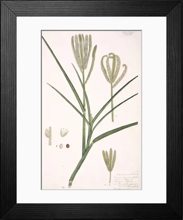 Framed Print : Eleusine coracana, finger millet Framed Print : Eleusine coracana, finger millet