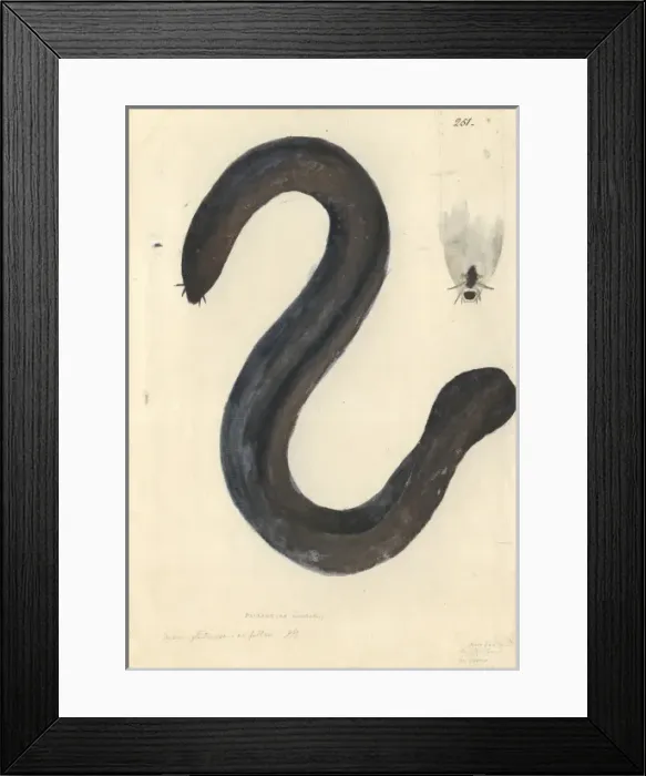 Framed Print : Eptatretus cirrhatus, broadgill hagfish Framed Print : Eptatretus cirrhatus, broadgill hagfish