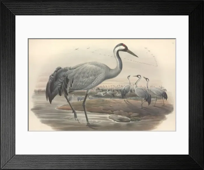 Framed Print : Grus grus, common crane Framed Print : Grus grus, common crane