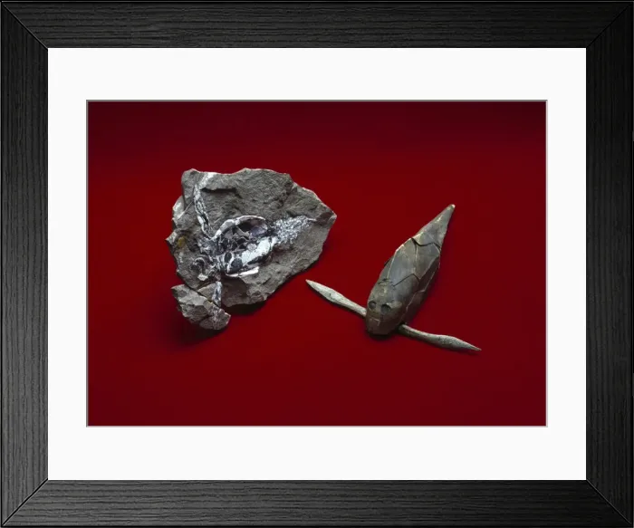 Framed Print : Pterichthyodes, fossil fish Framed Print : Pterichthyodes, fossil fish