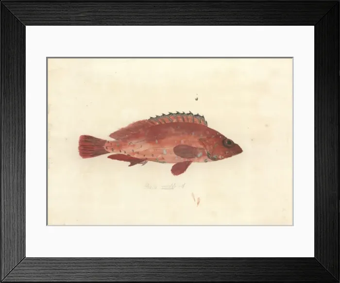 Framed Print : Serranus variolosa Framed Print : Serranus variolosa
