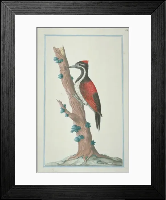 Framed Print : Dinopium benghalense, black-rumped woodpecker Framed Print : Dinopium benghalense, black-rumped woodpecker
