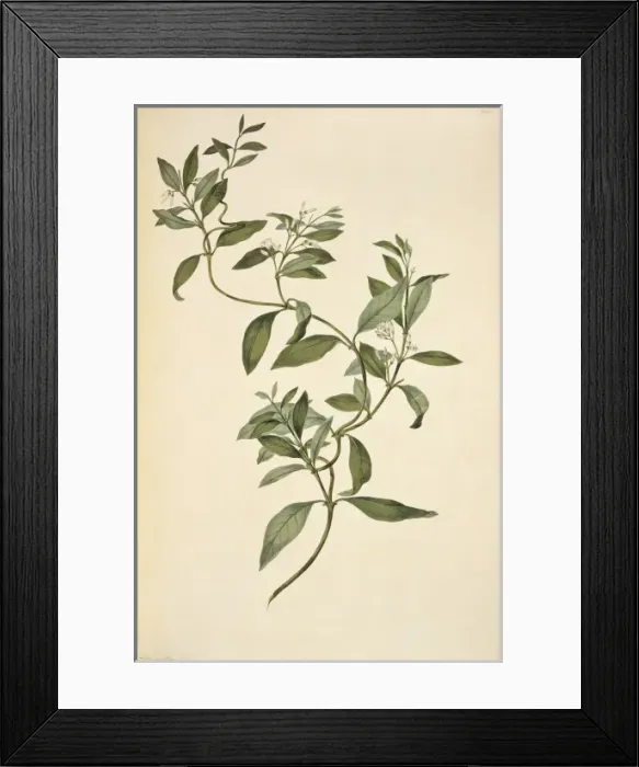 Framed Print : Parsonsia heterophylla, jasmine Framed Print : Parsonsia heterophylla, jasmine