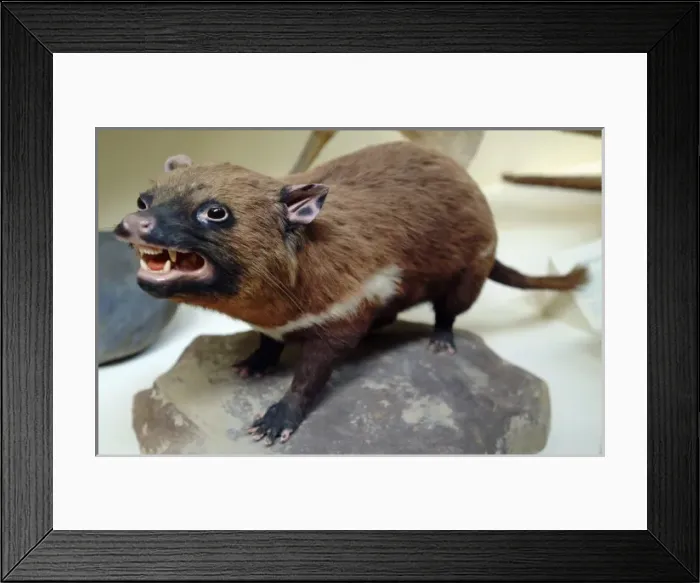 Framed Print : Sarcophilus laniarius, Tasmanian devil Framed Print : Sarcophilus laniarius, Tasmanian devil