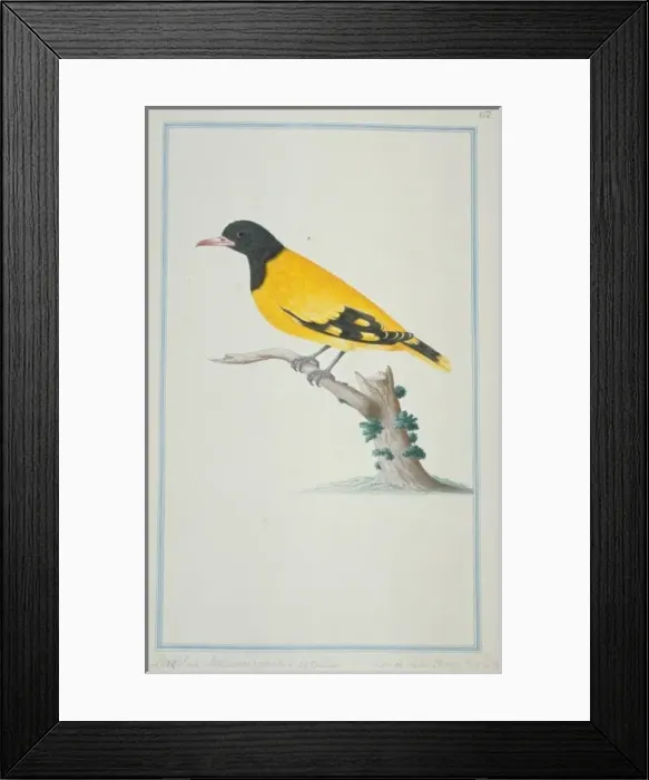 Framed Print : Oriolus sp. oriole Framed Print : Oriolus sp. oriole