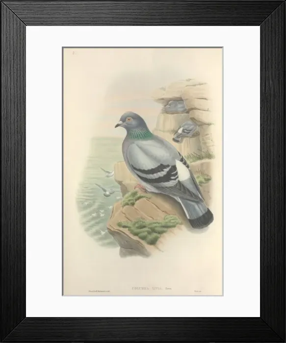 Framed Print : Columba livia, rock dove Framed Print : Columba livia, rock dove