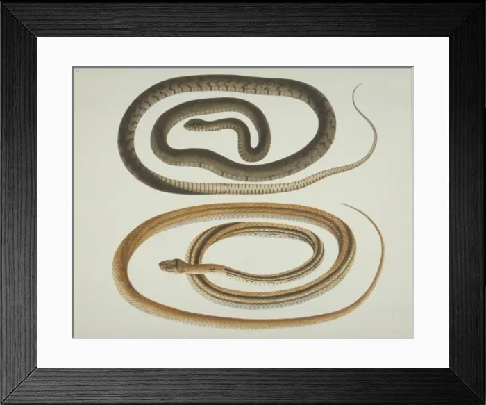 Framed Print : LS Plate 106 from the John Reeves Collection (Zoology) Framed Print : LS Plate 106 from the John Reeves Collection (Zoology)