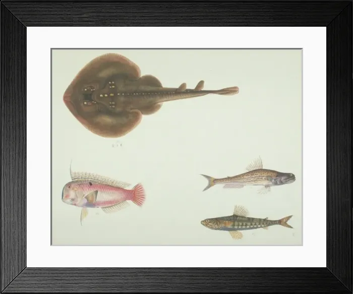 Framed Print : LS Plate 185 from the John Reeves Collection Framed Print : LS Plate 185 from the John Reeves Collection