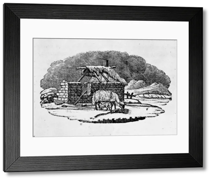 Framed Print : Ovis aries, sheep Framed Print : Ovis aries, sheep