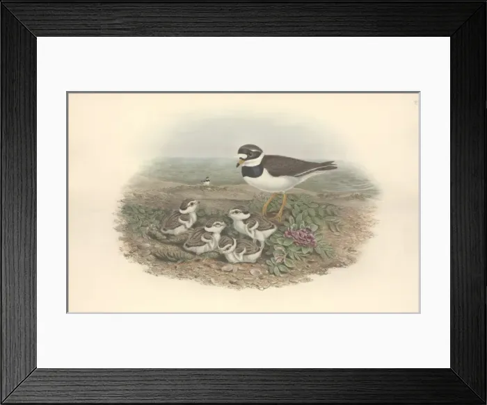 Framed Print : Charadrius hiaticula, common ringed plover Framed Print : Charadrius hiaticula, common ringed plover