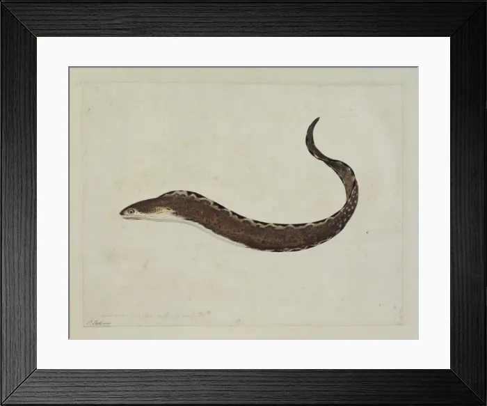 Framed Print : Gymnothorax ocellatus, Caribbean ocellated moray Framed Print : Gymnothorax ocellatus, Caribbean ocellated moray