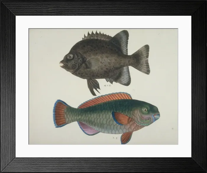 Framed Print : Plate 117 from the John Reeves Collection Framed Print : Plate 117 from the John Reeves Collection