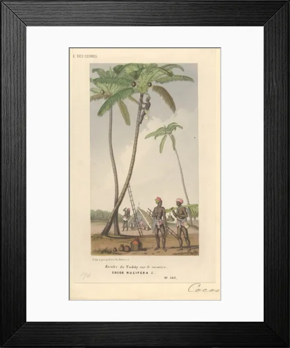 Framed Print : Cocoa nucifera L. coco palm Framed Print : Cocoa nucifera L. coco palm