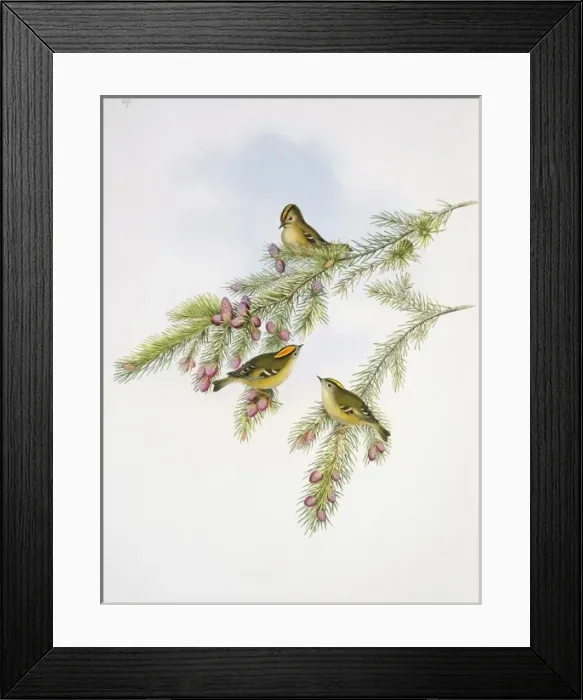 Framed Print : Regulus cristatus, goldcrest Framed Print : Regulus cristatus, goldcrest