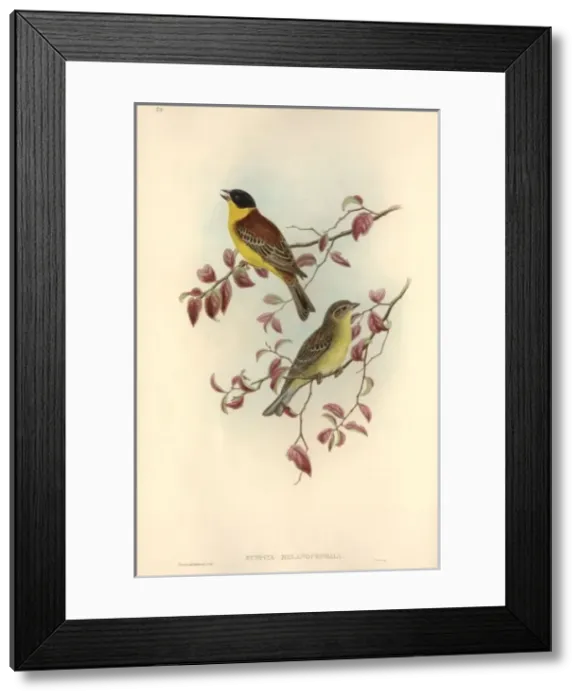 Framed Print : Emberiza melanocephala, black-headed bunting Framed Print : Emberiza melanocephala, black-headed bunting