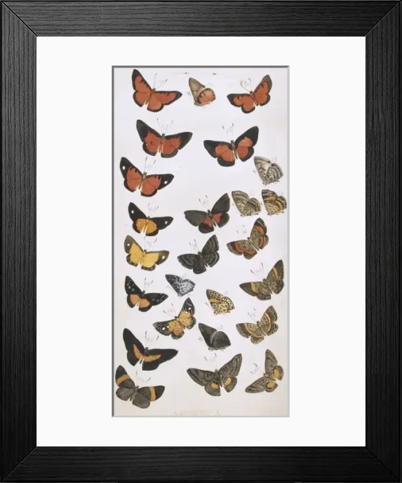 Framed Print : Butterflies painted by H. W. Bates Framed Print : Butterflies painted by H. W. Bates