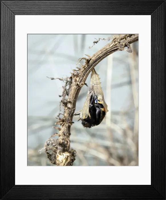 Framed Print : Inachis io, peacock butterfly, emerging from its pupa Framed Print : Inachis io, peacock butterfly, emerging from its pupa