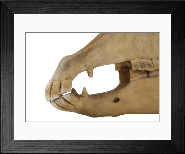 Framed Print : Equus caballus, horse Framed Print : Equus caballus, horse